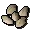 Barley seed