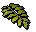 Curry leaf