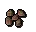 Redwood tree seed