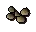 Teak seed
