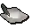 White cavalier